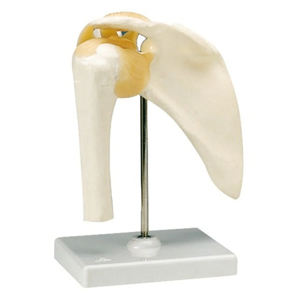 Articulations - Image 2