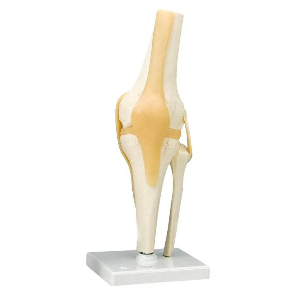 Articulations - Image 3