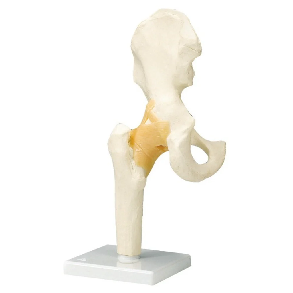 Articulations - Image 4