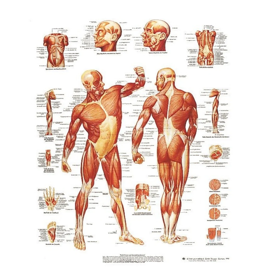Planche anatomique - Musculature